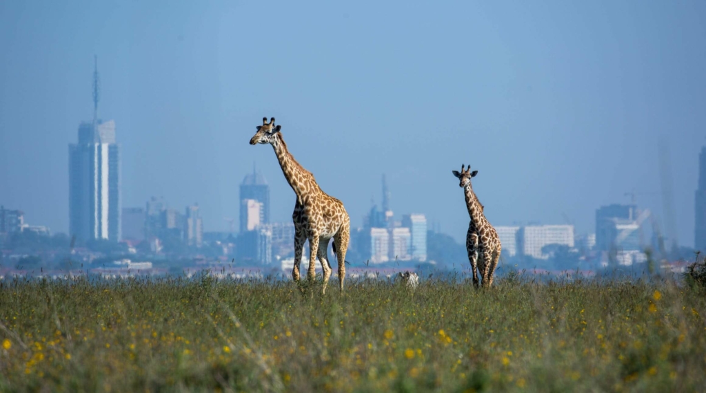 Airbnb Landscape in Kenya